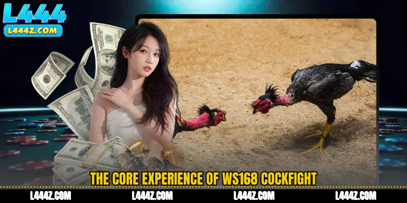The Core Experience of WS168 Cockfight