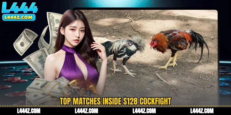 Top Matches Inside S128 Cockfight