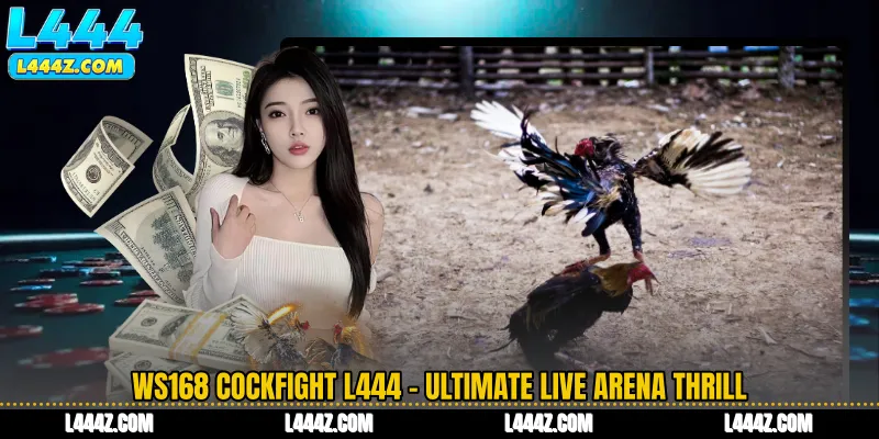 WS168 Cockfight L444 - Ultimate Live Arena Thrill